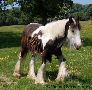 Vines Black and White Gypsy Filly