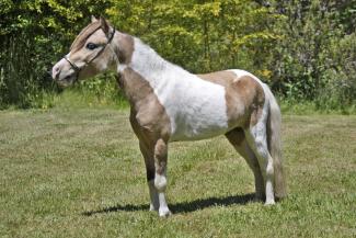 Cross Country Blue Moon
Buckskin Homozygous for Tobiano Pinto Stallion