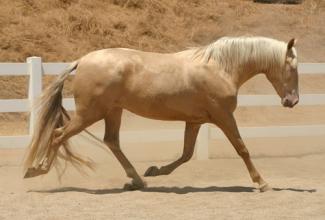 Guindaleza Trotting as an adult