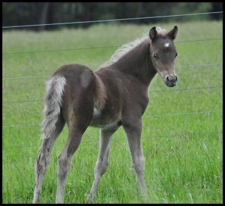 Silver Brown foal