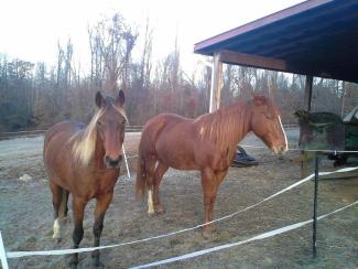 Chestnut A- Mare with Silver Bay Offspring