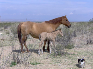 Red dun mare with dun colt (horse)