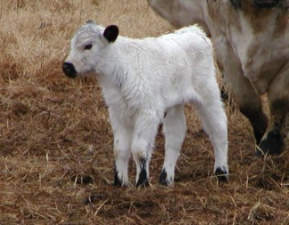 white parks calf