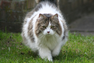 Long haired cat with piebald spotting