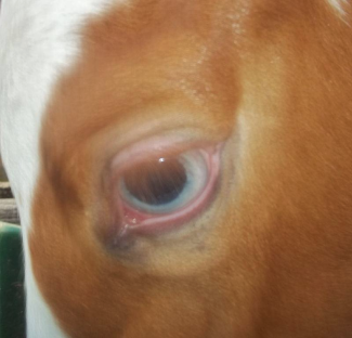 The Blue eye of a champagne foal