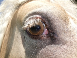 Champagne horse's eye color