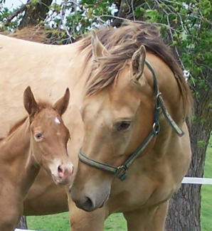 amber champagne mare with gold champagne filly