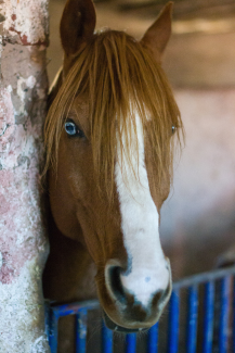 Chestnut Horse with Blue Eye