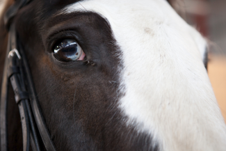 Partial Blue Eye in a horse