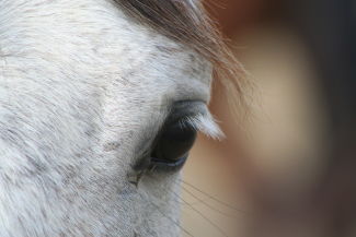 Normal horse eye color this horse is also gray