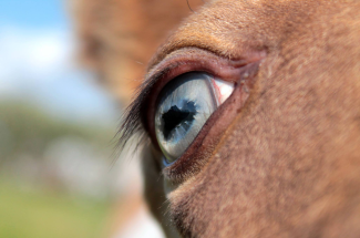 blue champagne foal eye
