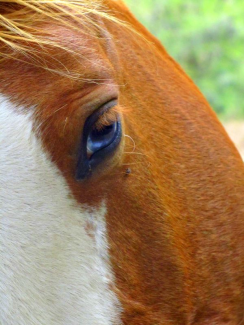blue eyed horse