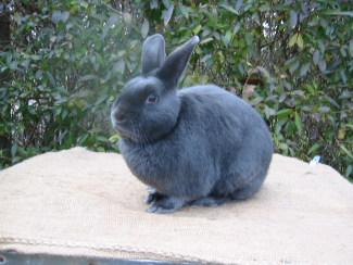 Dilute Rabbit