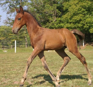 a bay foal whose points have not yet darkened