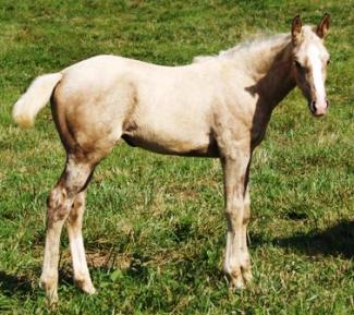 Palomino foal 
