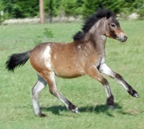 The Promise Bay Roan Filly