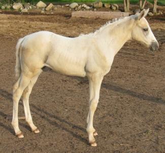 Palomino foal