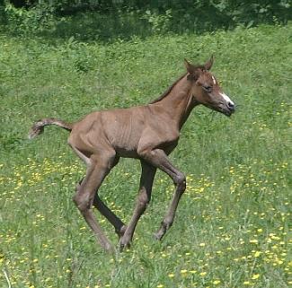Ironstone Canter in Flowers 30hrs Old