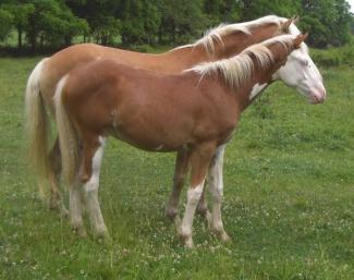 STM Blue Valkyrie half-bred Haflinger filly with flaxen