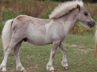 Silver Dapple tobiano Foal 