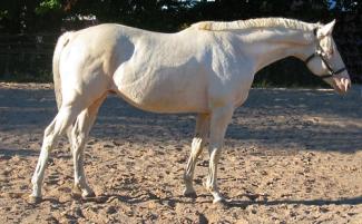 cremello thoroughbred stallion