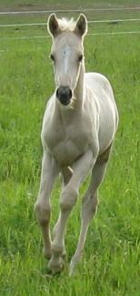 palomino foal