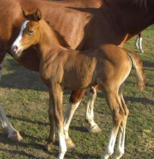 STM Tiempo chestnut foal going gray