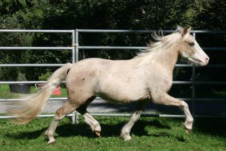 Palomino Welsh C pony