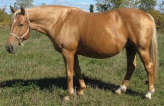 palomino mare (horse)