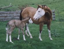 Splash White Mare with Foal