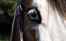blue eye caused by a white pattern in a horse