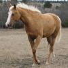 palomino filly (horse) at 20 Months