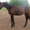 brownskin/smokey brown colt