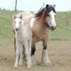 buckskin Mare and Palomino Foal