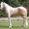 buckskin pinto filly (horse)