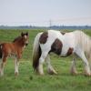 Gypsy Mare with multiple White patterns Tobiano and Splash and/or Sabino Lucy and Ocala