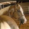 palomino horse at 4 Years Old
