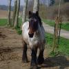 Belgian Horse