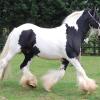 Map Stallion with tobiano and splash markings