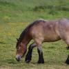 Bay Roan Belgian Draft Horse