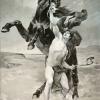 The Taming of Bucephalus