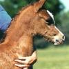 Antham As A Foal