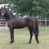 Dark Arabian stallion (horse)