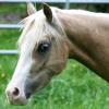 Palomino Welsh pony