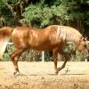 SA Cassia flaxen chestnut Arabian stallion