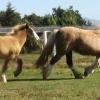 palomino mare and her smokey silver black filly