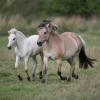 Fjord Mare and Foal