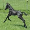 Smokey Black Foal