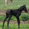 new born smoky black foal 