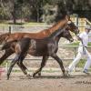 Brown foal "Independence KF" 7 months